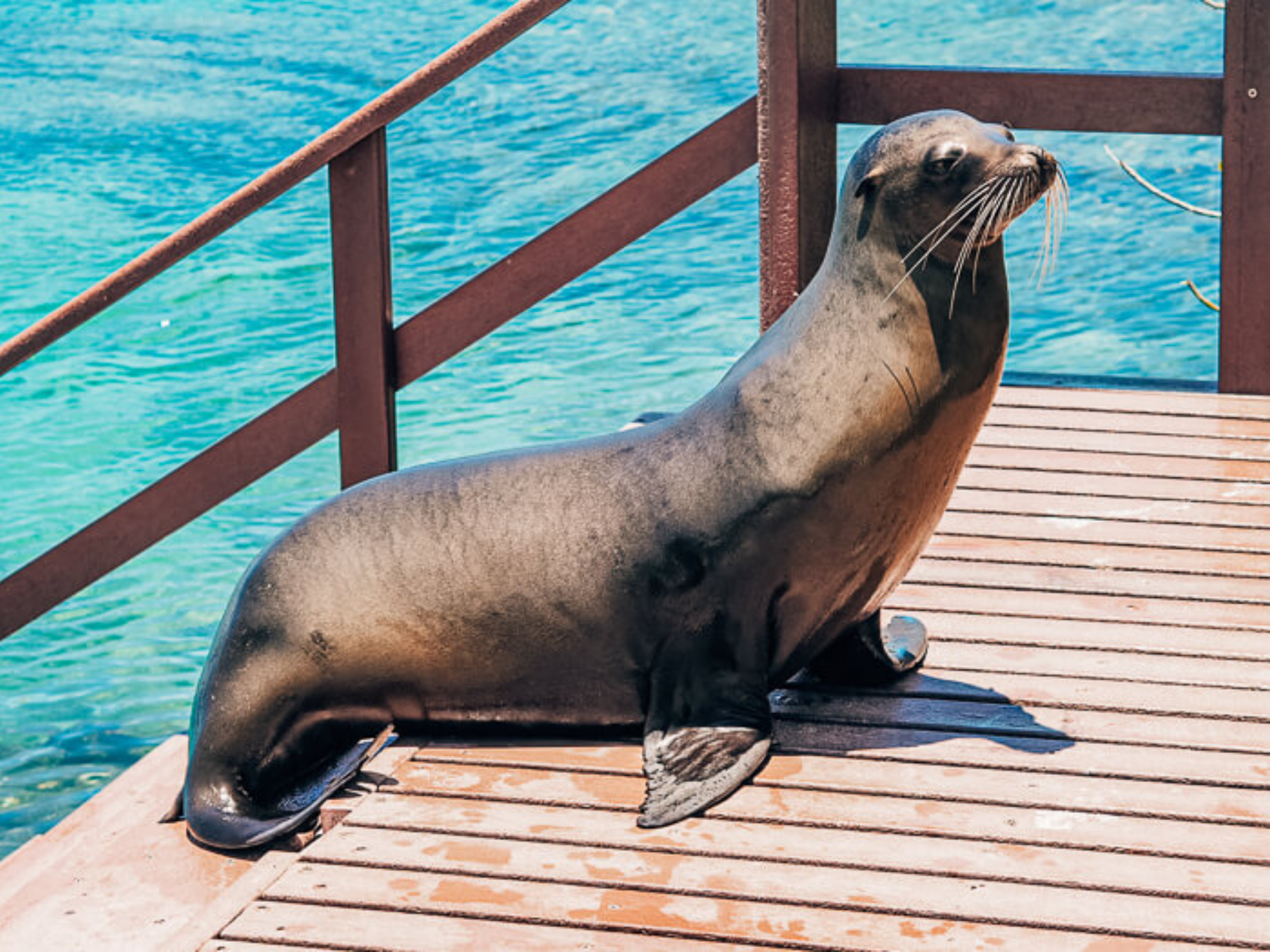 Cómo visitar las Islas Galápagos con poco presupuesto